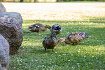 자연의 오리가족 그들의 일상/Anka familj i naturen, deras dagliga liv/ Duck family in nature, their daily life/ 自然のアヒルの家族の日常/ 鸭