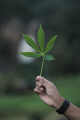 Fototapeta na wymiar Cassava leaf on hand with a defocused waterfall background