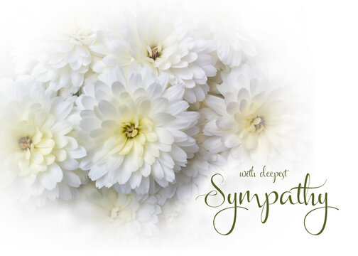 White floral sympathy greeting card. White chrysanthemum with condolence message. Horizontal orientation. Elegant sympathy background. 