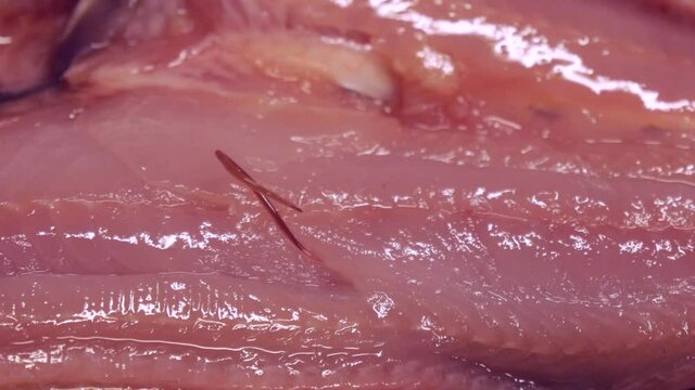 魚に寄生するシュードテラノーバ　	アニサキス症のイメージ素材