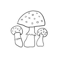 Mushrooms amanita on white background line vector hand drawn. Nature, dangerous,  plant, forest, illustration, outline, food, autumn 