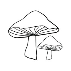 Mushrooms  on white background line vector hand drawn. Nature,  plant, forest, illustration, outline, food, autumn 