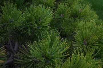 Lush beautiful spruce branches with needles