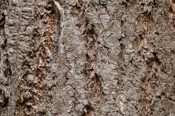 A close-up of the bark of a Spruce tree