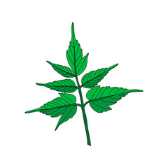 Illustration of a green maple leaf isolated on a white background