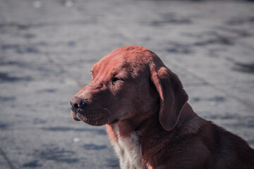 A dog enjoying sunshine on a sunny winter day