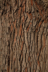 A close-up of the bark of an Oak tree