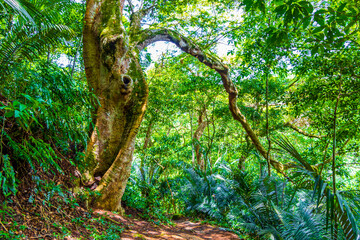 Hiking trail in natural tropical jungle forest Ilha Grande Brazil.