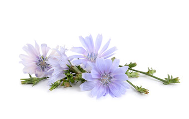 Beautiful tender chicory flowers on white background