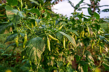 Ripe green chilies ready to harvest are in the garden. Chili is ready to be picked.