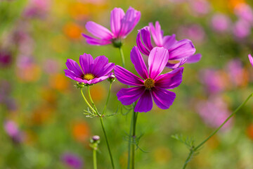 Cosmos blooming in the park