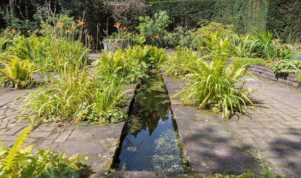 green garden with warer plants and trees
