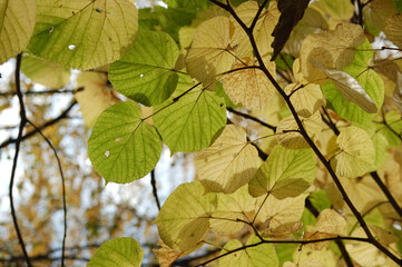 Gold autumn, tree branch with green and yellow leaves