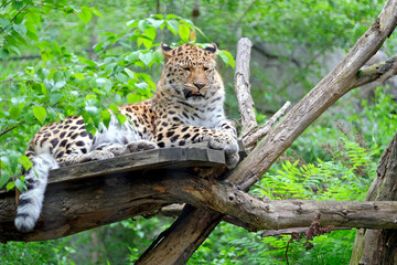 Amurleopard ( Panthera pardus orientalis ).