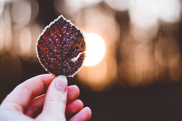 frosty leaf
