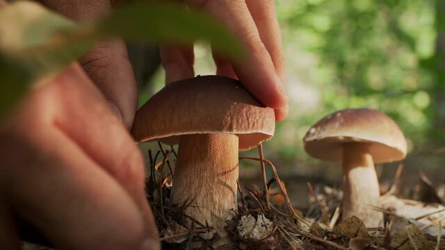 Ripe porcini mushrooms (boletus or cep) in the autumn forest, the hand of a mushroom picker cuts a large porcini mushroom with a mushroom knife. 
