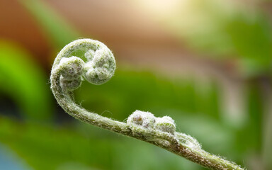 close up of fern leaf