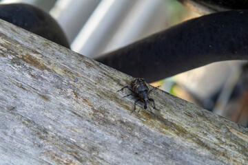 바구미의 힘찬 발걸음, The weevil's strong footsteps, Vivel Insekter