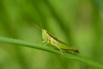 Grasshoppers perched on the grass beautifully naturally.