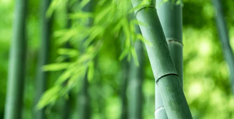 Gardinen Bambuswald © naka