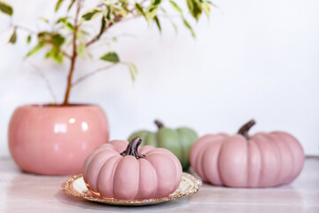 Autumn background with pink and green pumpkins and Ficus benjamina in pot in pastel shades on light background