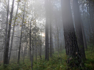 Sunlight penetrates through the misty forest.