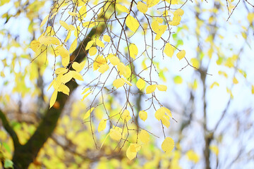 Obraz premium abstract autumn fall background leaves yellow nature october wallpaper seasonal