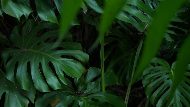 Exotic monstera jungle rainforest tropical atmosphere. Fresh juicy frond leaves, amazon dense overgrown deep forest. Dark natural greenery lush foliage. Evergreen ecosystem. Paradise calm aesthetic.