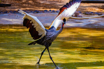 crowned crane flaps its wings © AlexTow