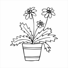Hand drawn indoor plant in a pot, doodle design. Home plants. Illustration for print, web, mobile and infographics.