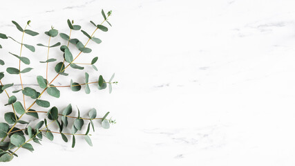 Eucalyptus leaves on marble background. Frame made of eucalyptus branches. Flat lay, top view