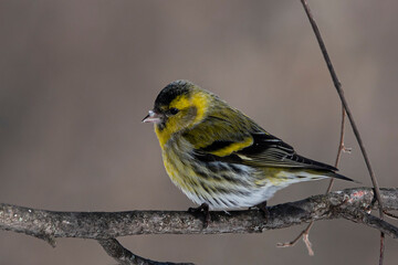 siskin