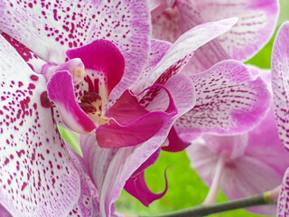 Fototapeta na wymiar Pink orchids closeup on green background