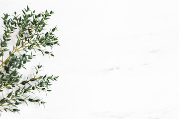 Eucalyptus leaves on marble background. Frame made of eucalyptus branches. Flat lay, top view