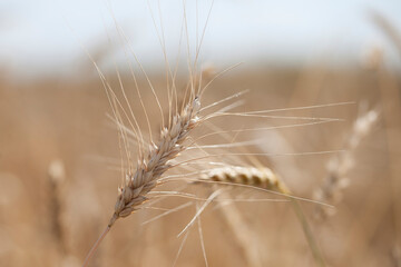 Fototapeta premium Ripe spikelets of wheat grow in a field in sunlight