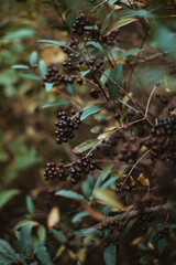 blackberry bush in the forest