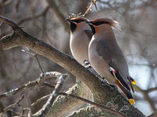 Waxwings