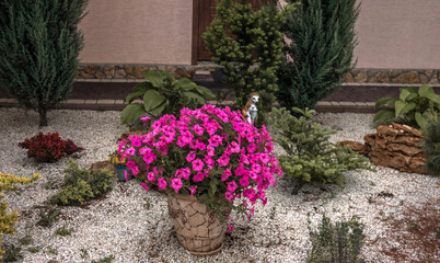 ampelous petunia in the landscape design of a country house.