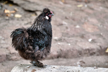 Seidenhuhn ( Gallus gallus domesticus ).