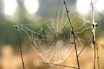 spider web in morning