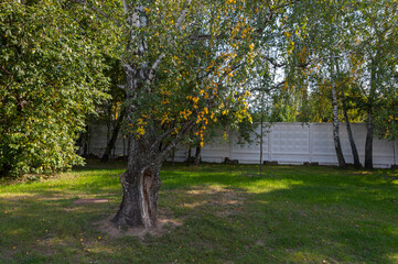Landscape with autumn birches and a fence