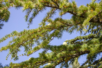 Green cones on a branch of the large coniferous trees Cedrus libani. Old and rare Lebanese cedar in the Botanical Garden.