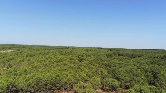 For&ecirc;t de pins, vue a&eacute;rienne au Cap Ferret, Gironde