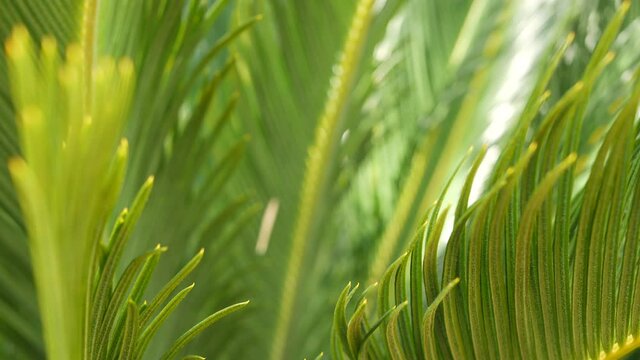 Cycad fern leaves in forest, California USA. Green fresh juicy natural botanical leafage. Encephalartos or zamiaceae dioon palm lush foliage. Tropical jungle rainforest woods atmosphere garden design.