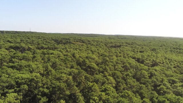For&ecirc;t de pins, vue a&eacute;rienne au Cap Ferret, Gironde