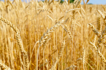 field of ripe wheat cereals and a blue sky with clouds in autumn, a concept of harvest, agribusiness and farming