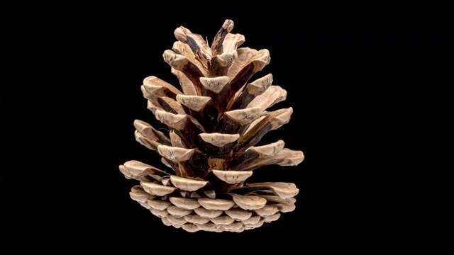 4K Time Lapse of Pine Cone Opening on black background.