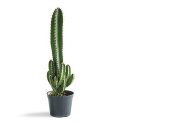 Fairy castle cactus or Acanthocereus tetragonus growing in a small pot. White background.