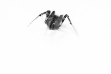 Macroshot of a spider isolated on white background