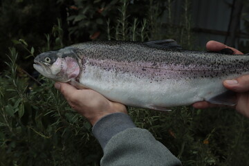 Trout in men's hands on the background of green grass.